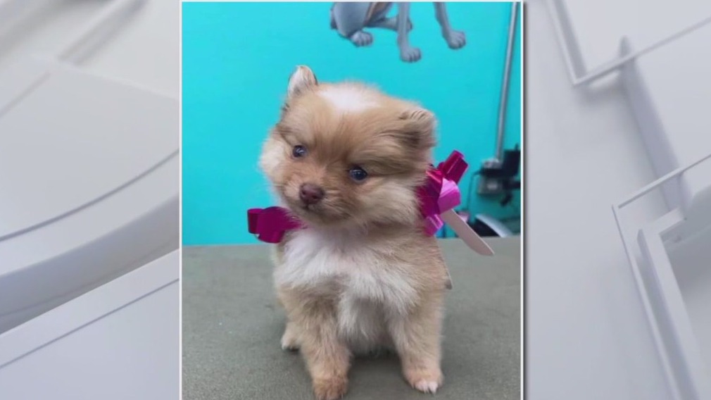Police searching for puppy thieves